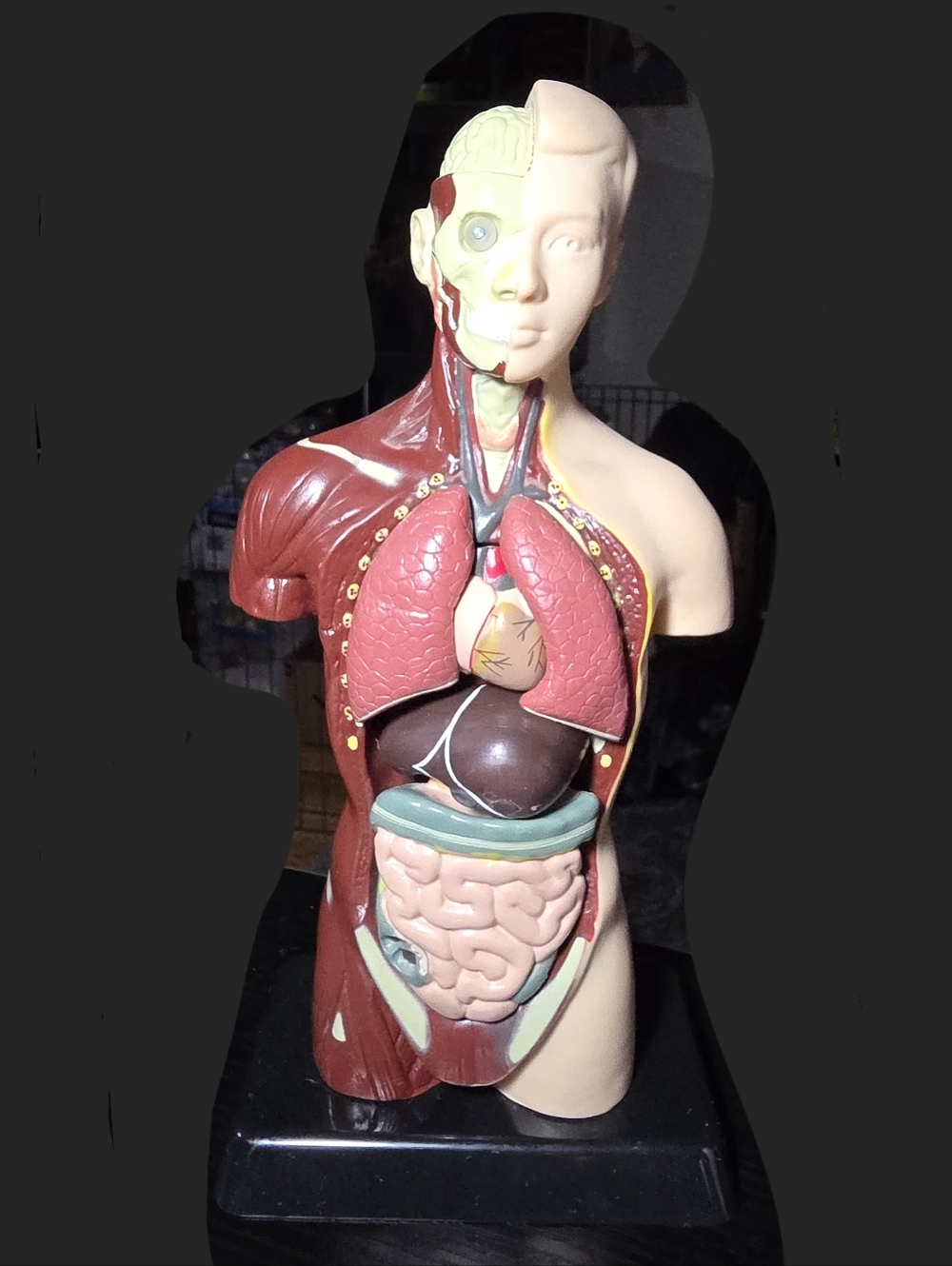 Human Anatomy Body Torso Lungs Liver Heart Kidneys 10" Science